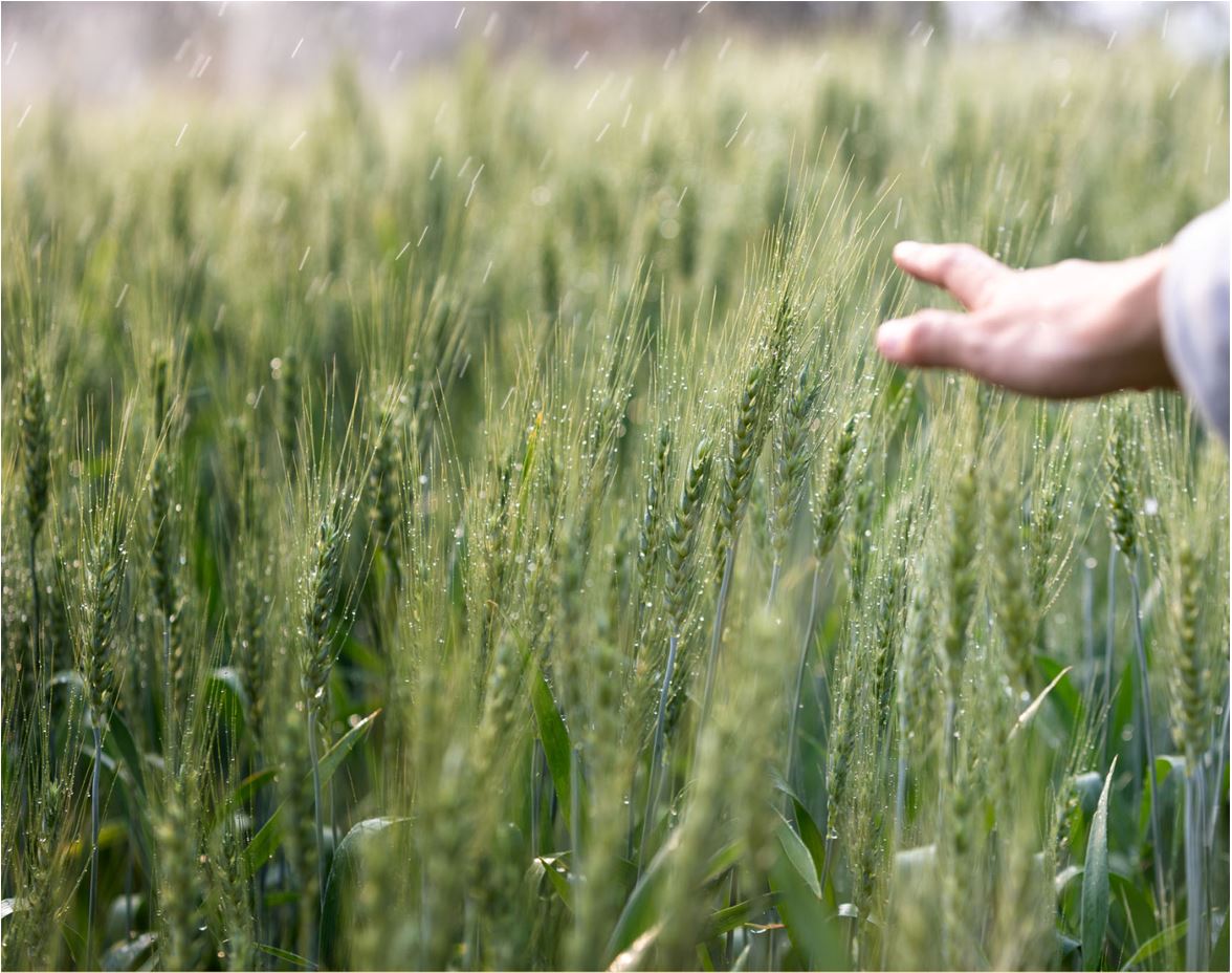 Naturphilosophie und Biophilosophie Verlag Karl Alber